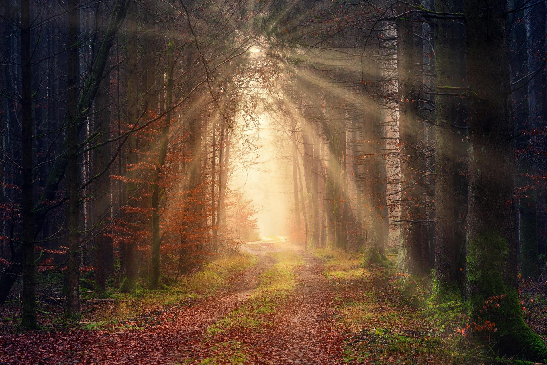 Sunlight filtering through a calm forest path, representing hope and new beginnings